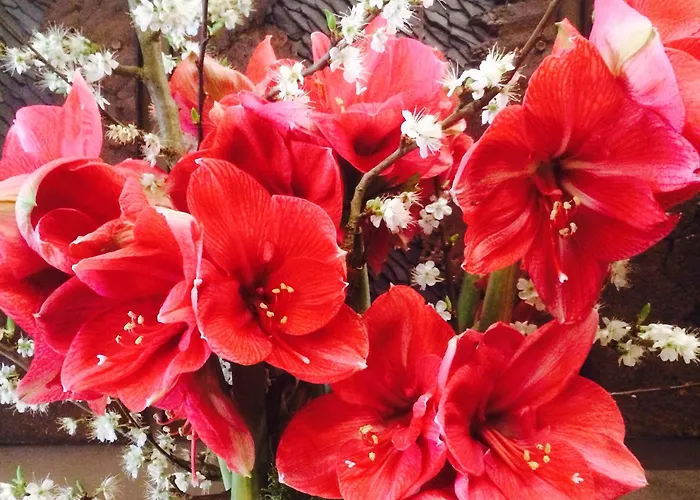 Saxe Eiffel מלון פריז